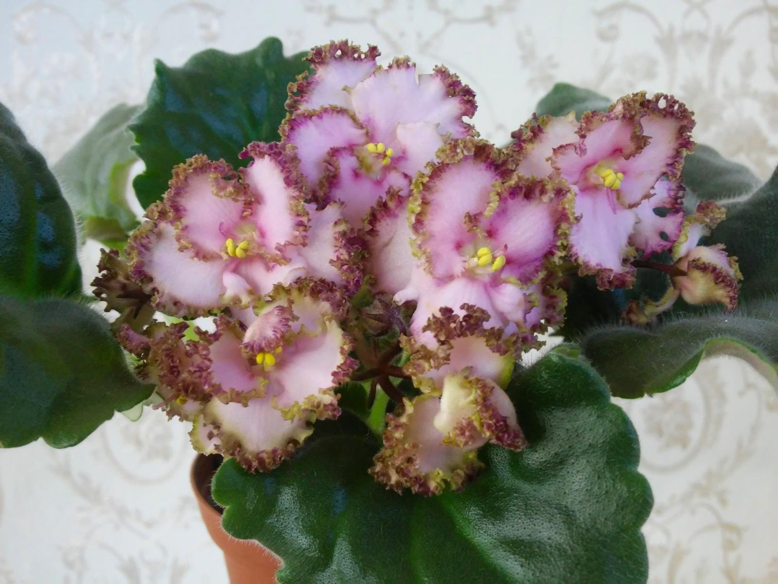 Raspberry Crisp sport